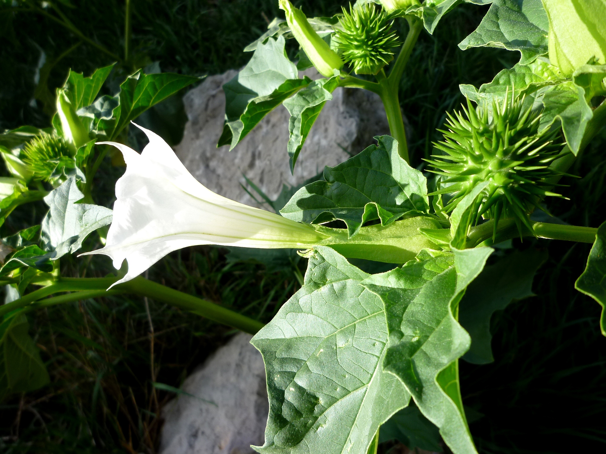 Datura stramonium