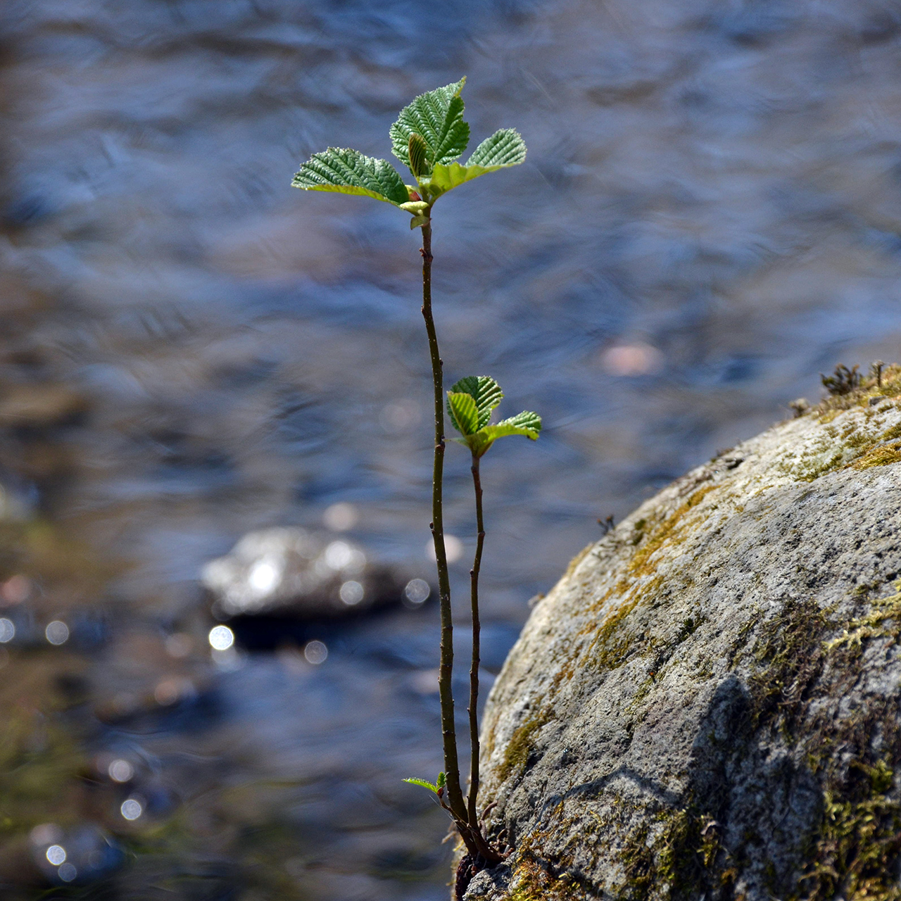 Alnus glutinosa