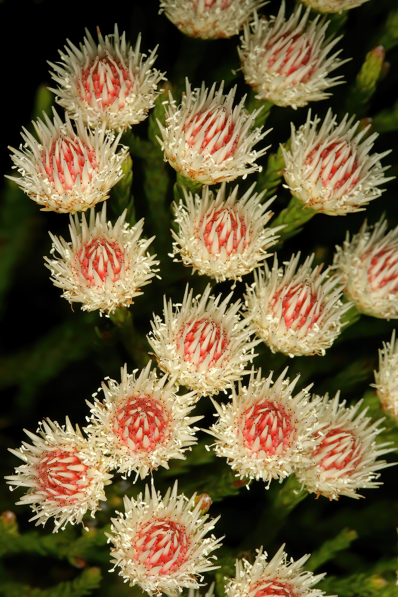 Brunia paleacea