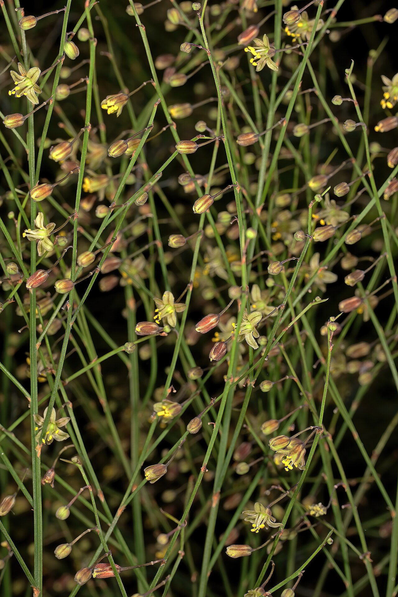 Asparagus virgatus
