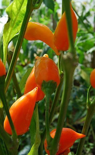 Chili Naranja Picante