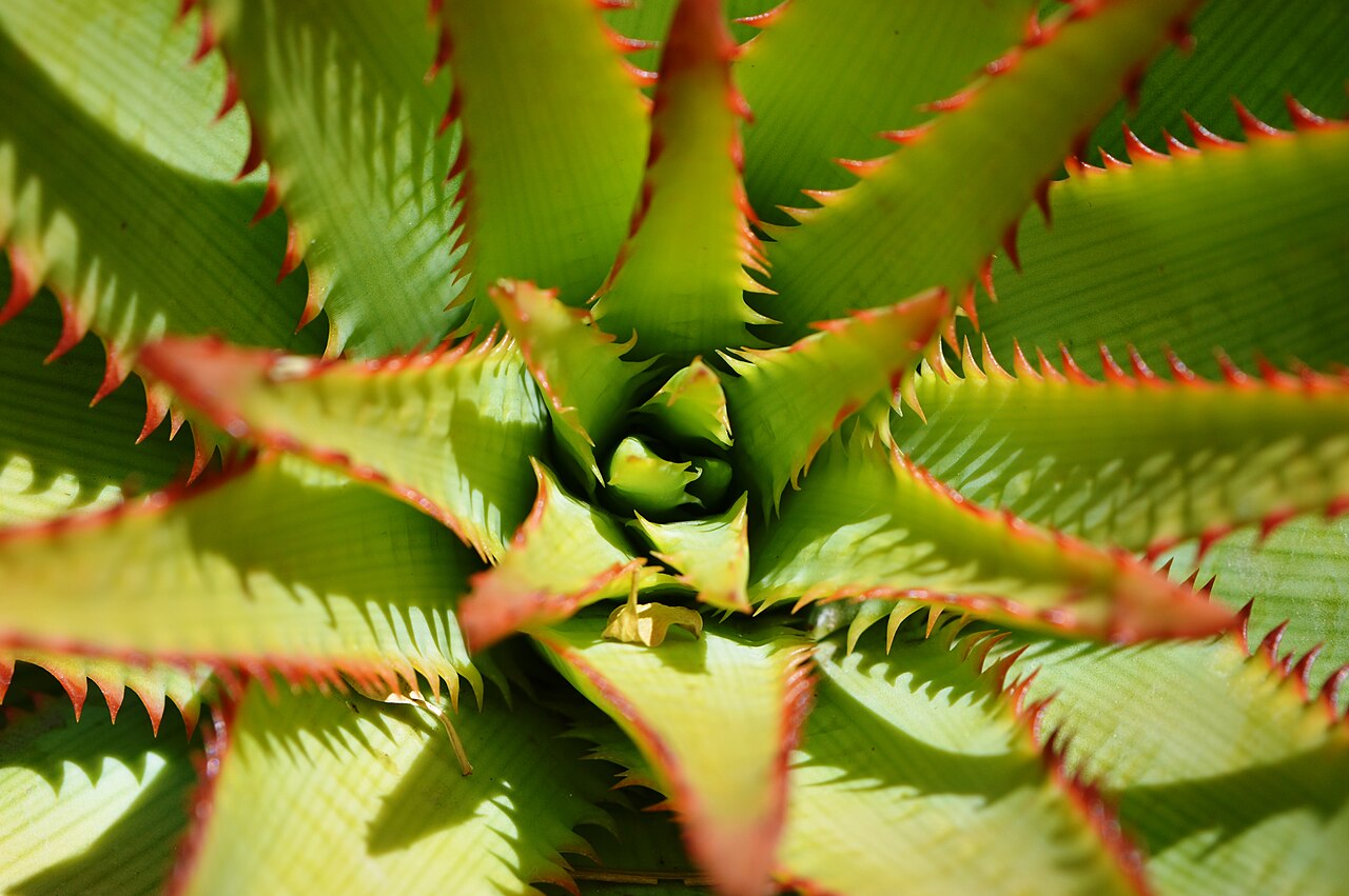 Aloe lineata
