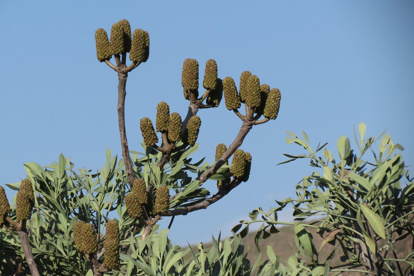 Cussonia gamtoosensis