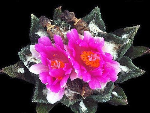 Ariocarpus bravoanus