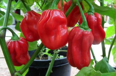 Chili Jamaica Red Habanero