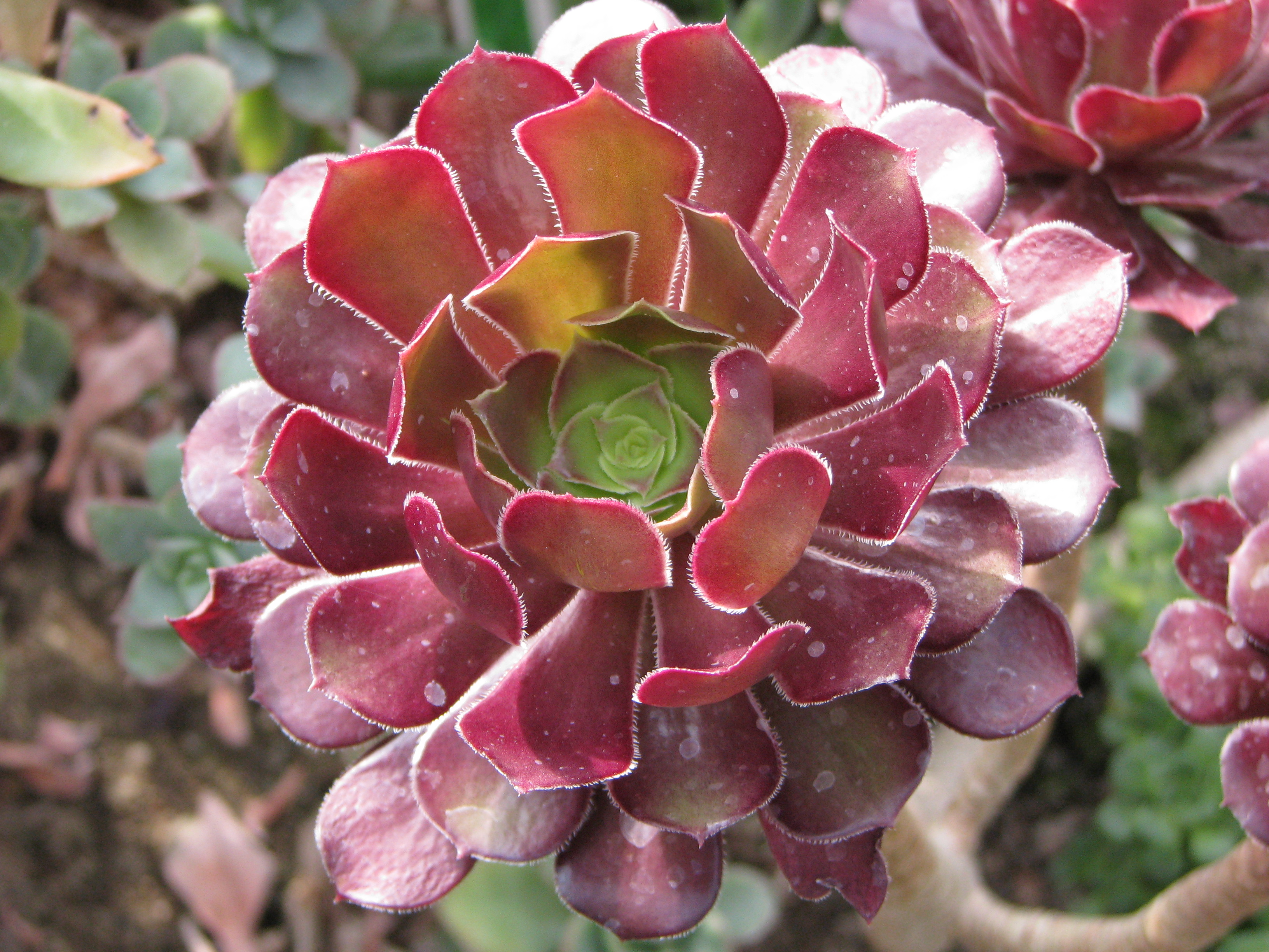 Aeonium arboreum atropurpureum