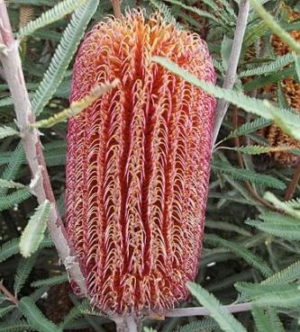 Banksia brownii