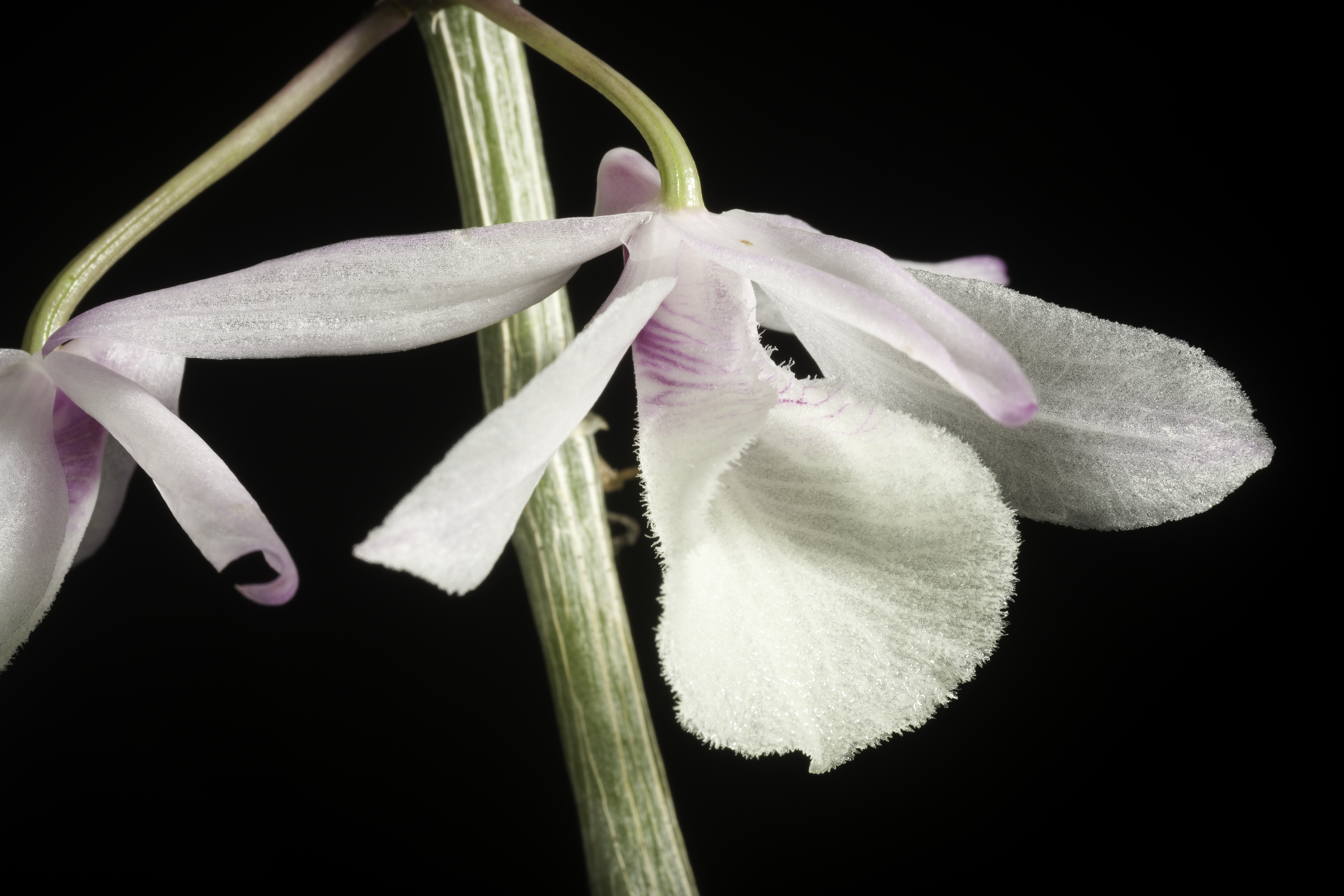 Dendrobium aphyllum