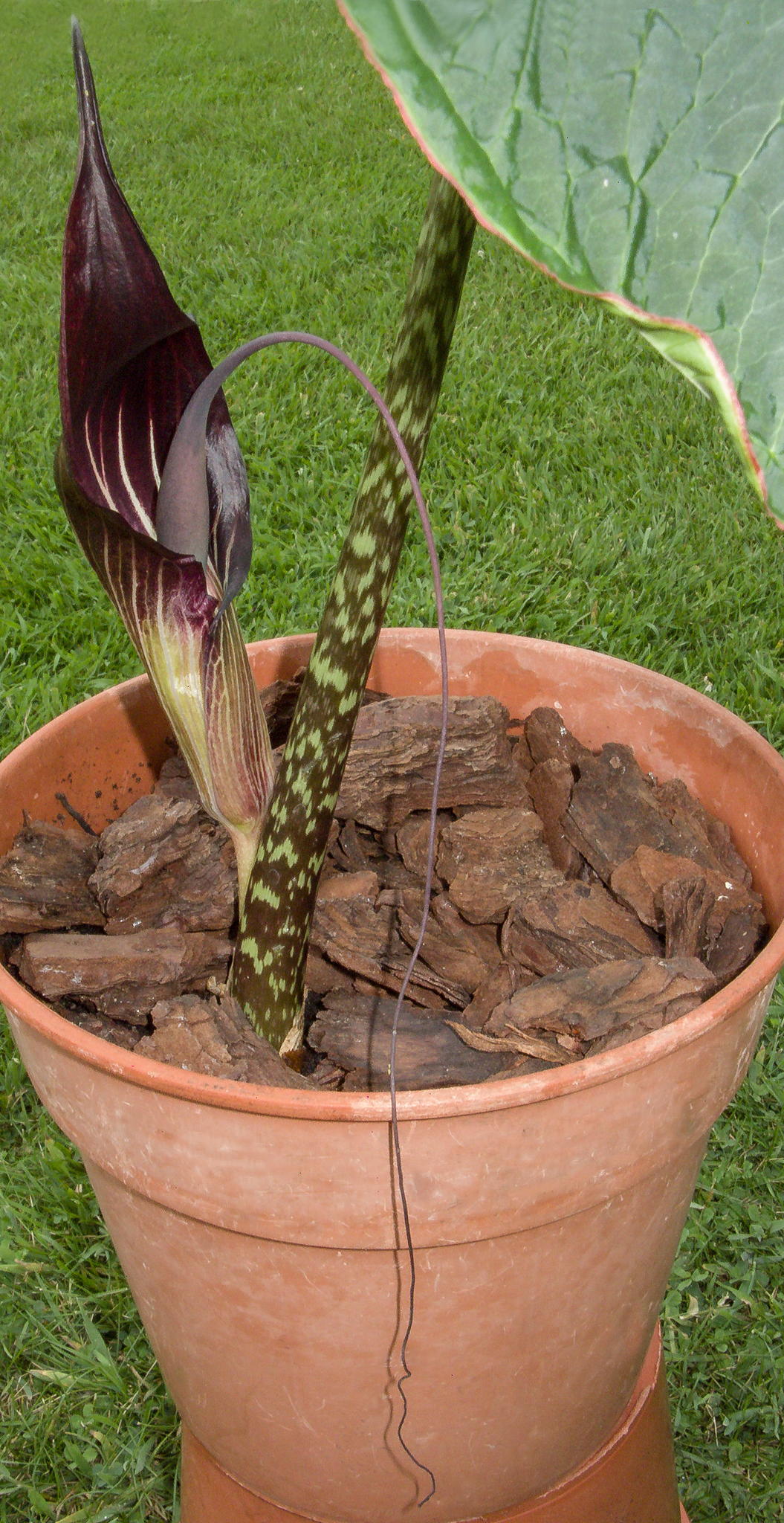 Arisaema speciosum
