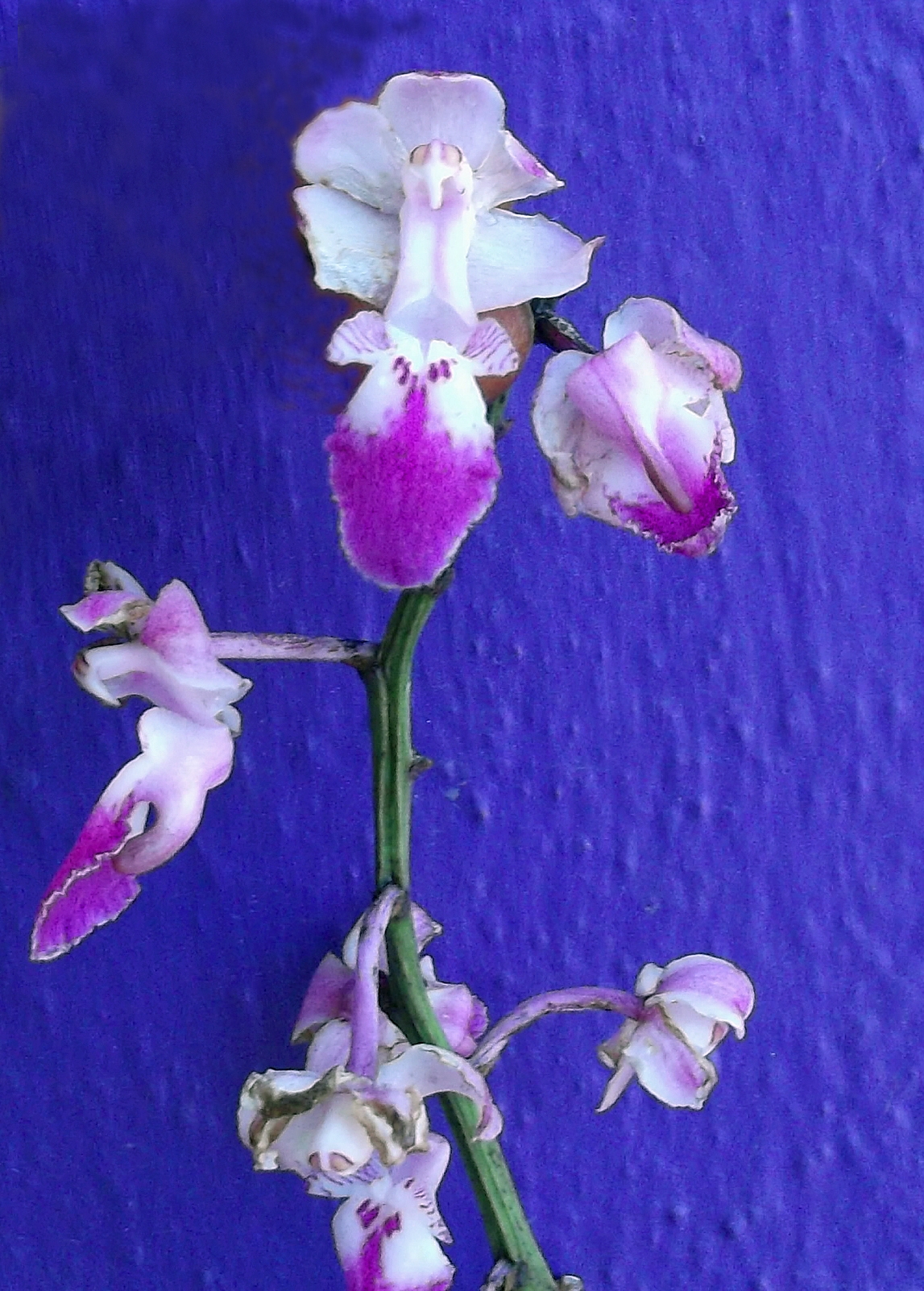 Aerides multiflora