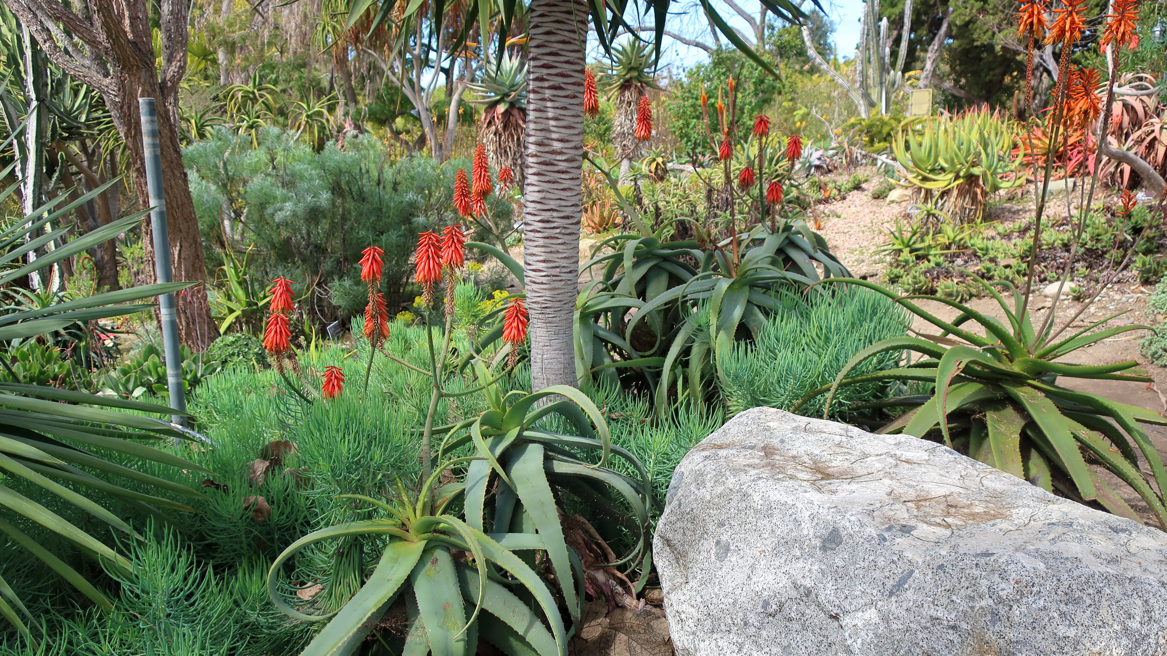 Aloe cryptopoda