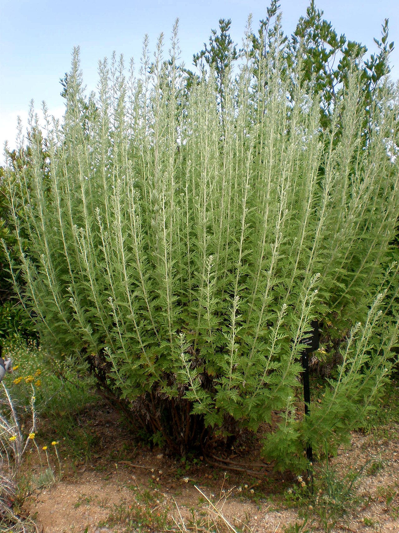 Artemisia afra