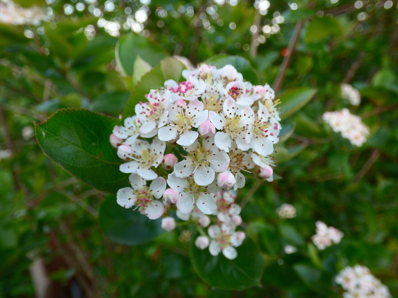 Aronia melanocarpa