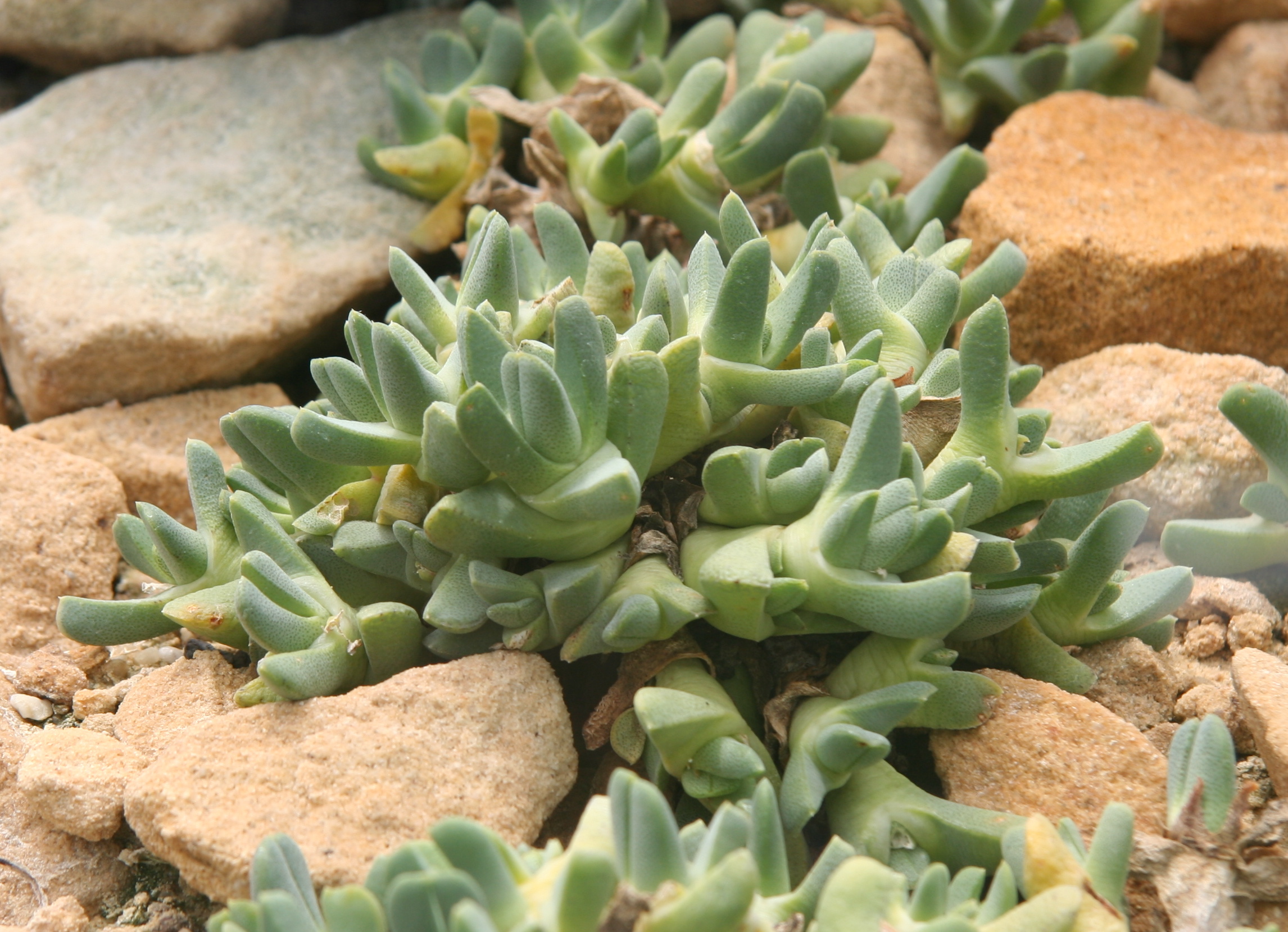 Cheiridopsis vanzylii
