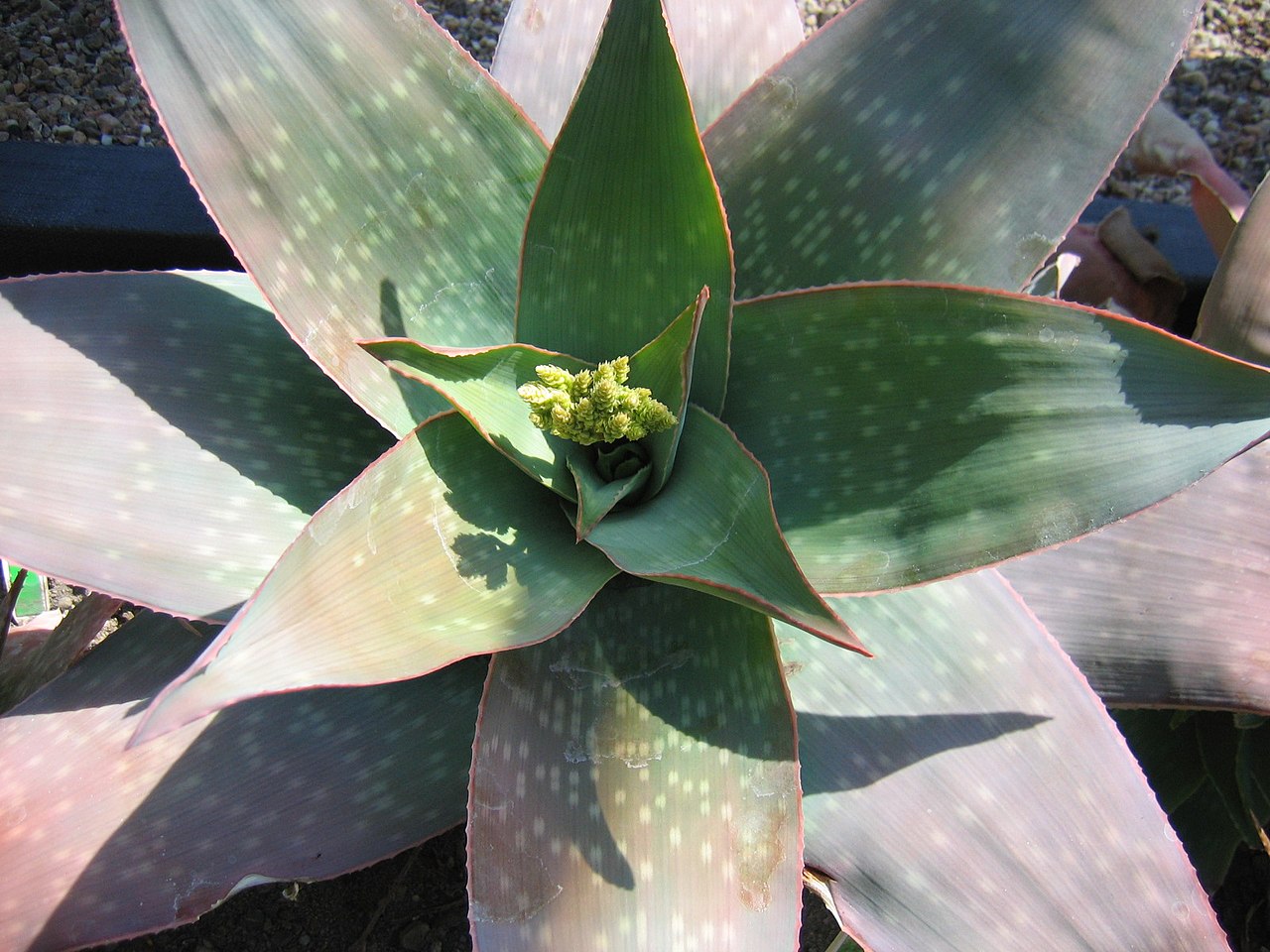 Aloe reynoldsii