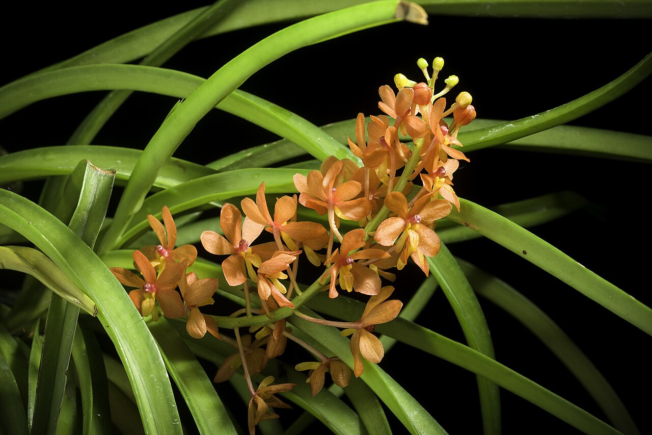Ascocentrum miniatum