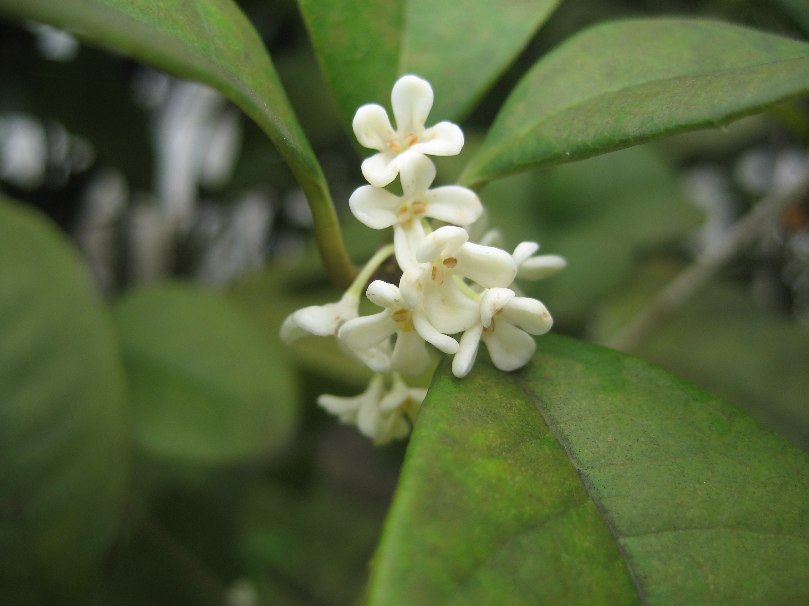 Osmanthus fragrans