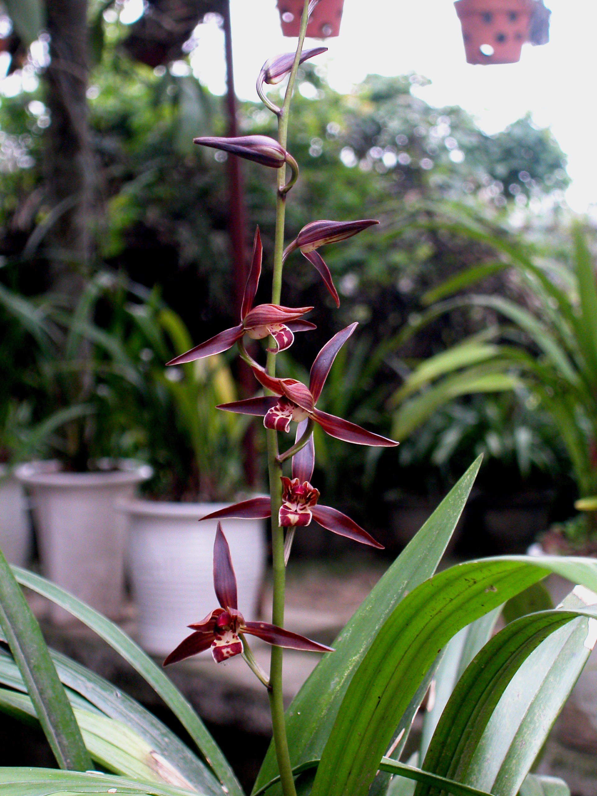 Cymbidium sinense