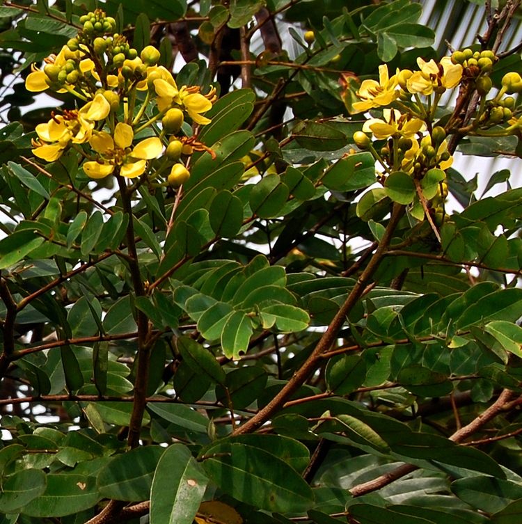 Cassia siamea