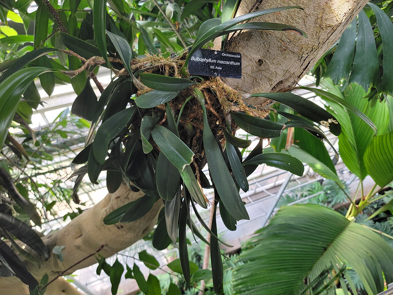 Bulbophyllum macranthum