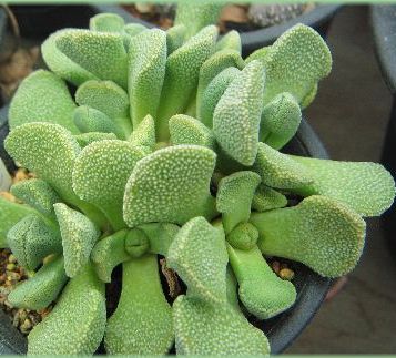 Aloinopsis villetii