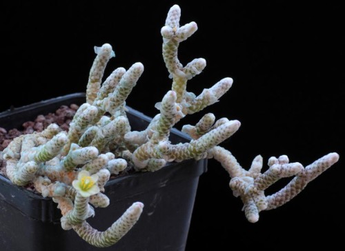 Anacampseros buderiana