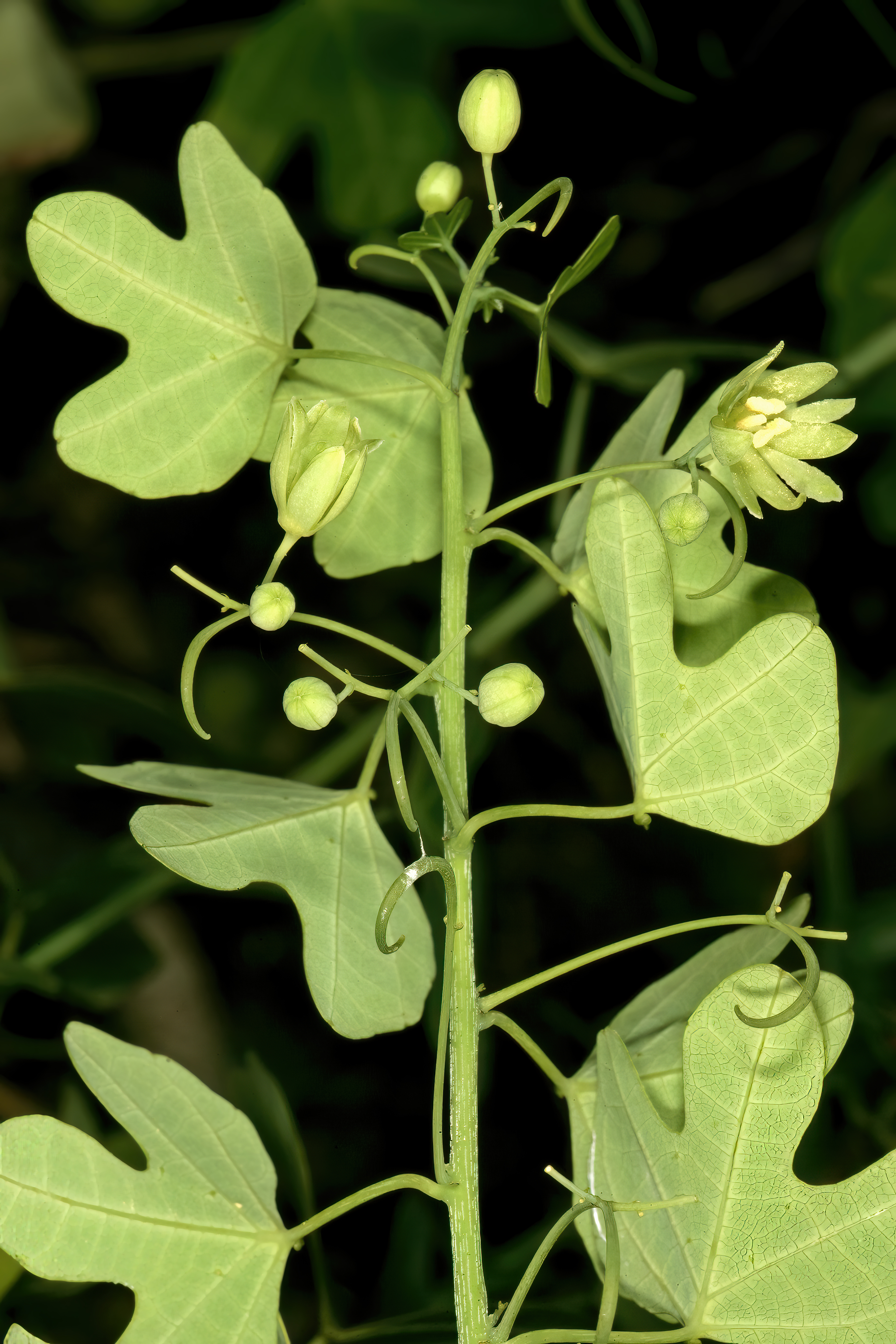 Adenia gummifera var gummifera