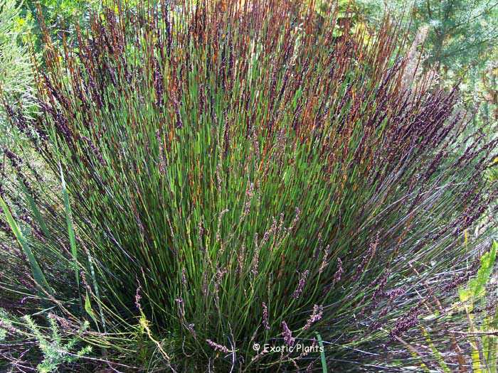 Chondropetalum tectorum