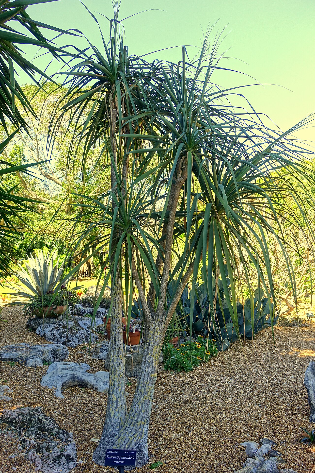 Beaucarnea guatemalensis