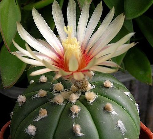 Astrophytum asterias v. nudum