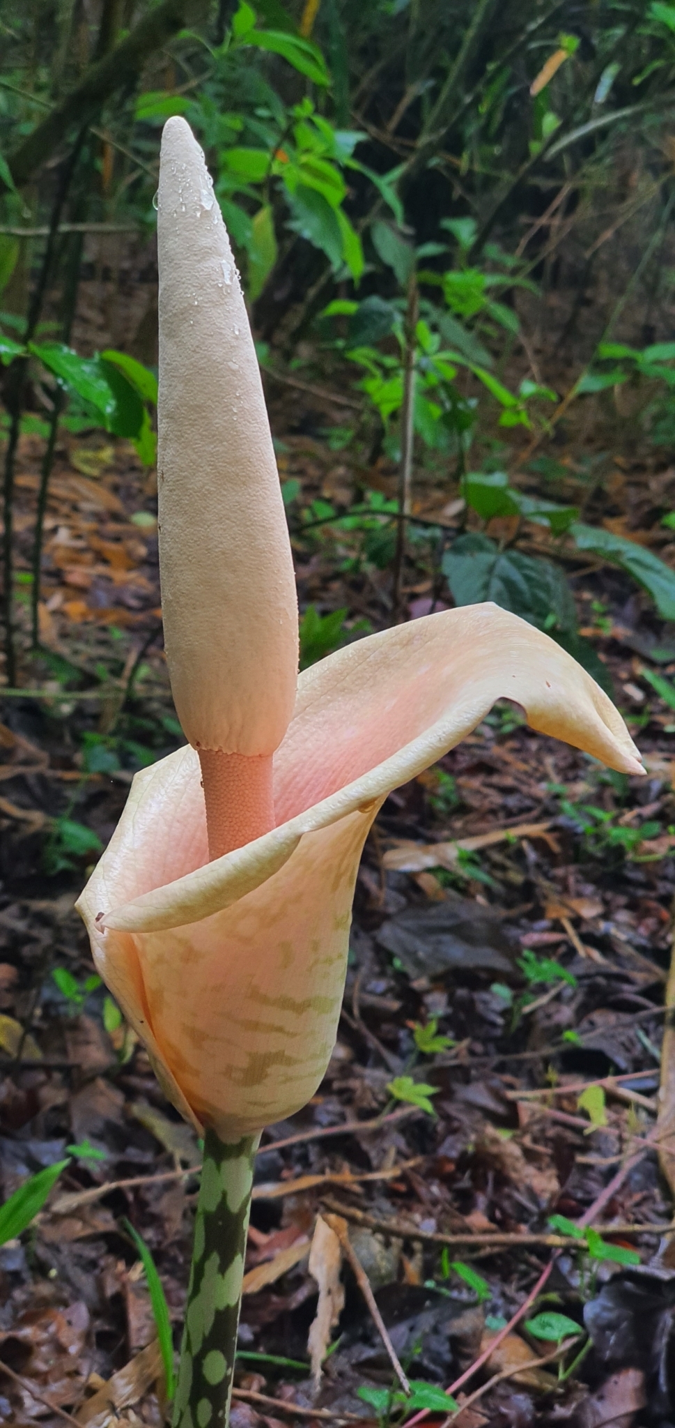 Amorphophallus bulbifer