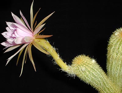 Arthrocereus rondonianus