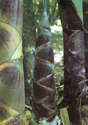 Chimonobambusa tuberculata