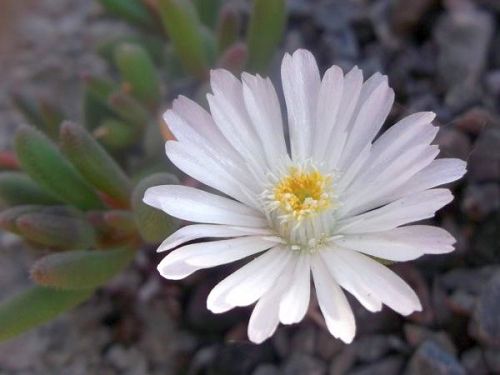 Delosperma karrooicum