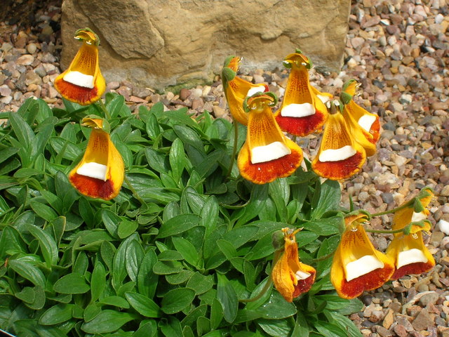 Calceolaria uniflora