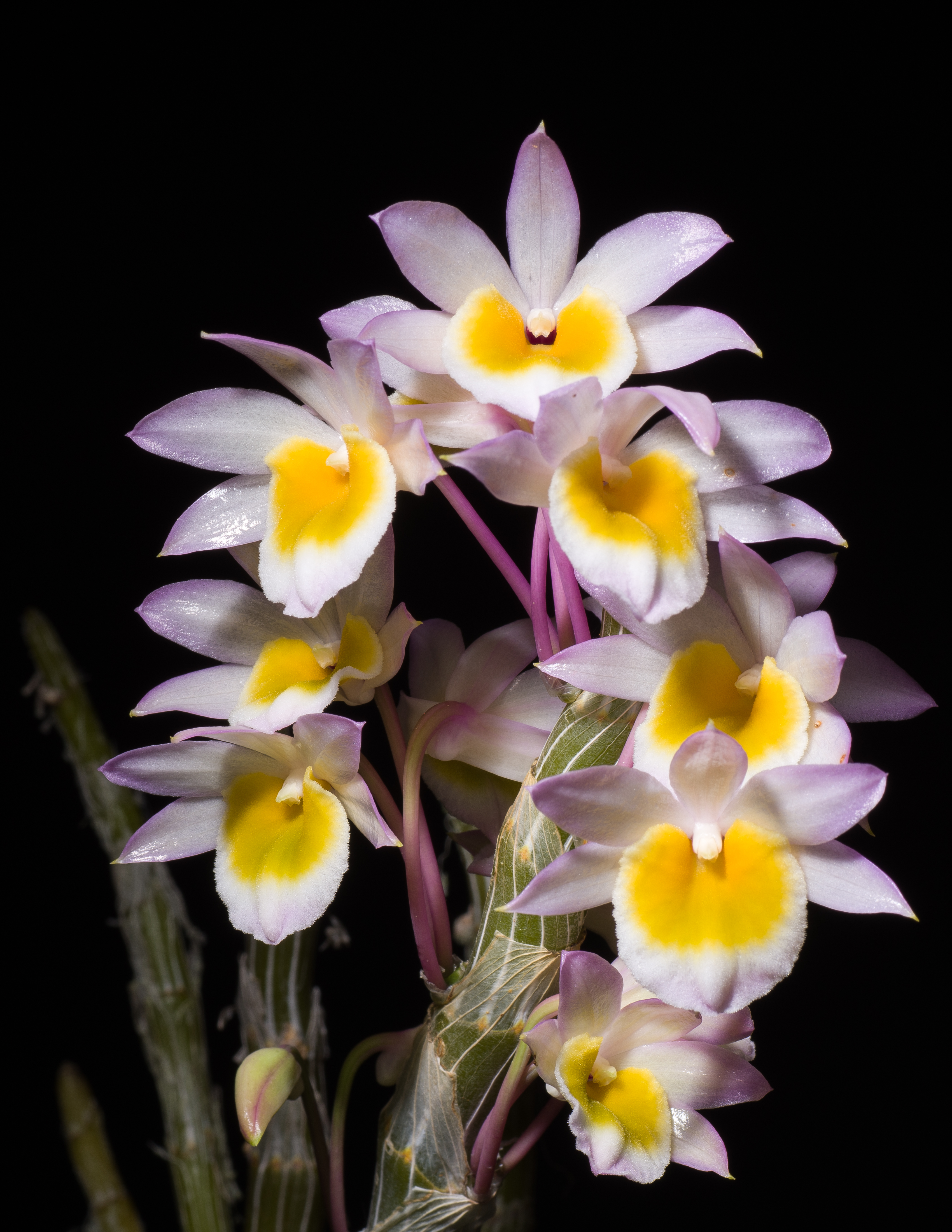 Dendrobium crepidatum