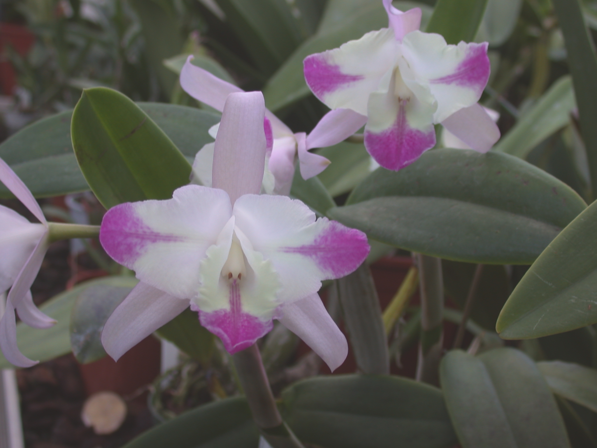 Cattleya intermedia