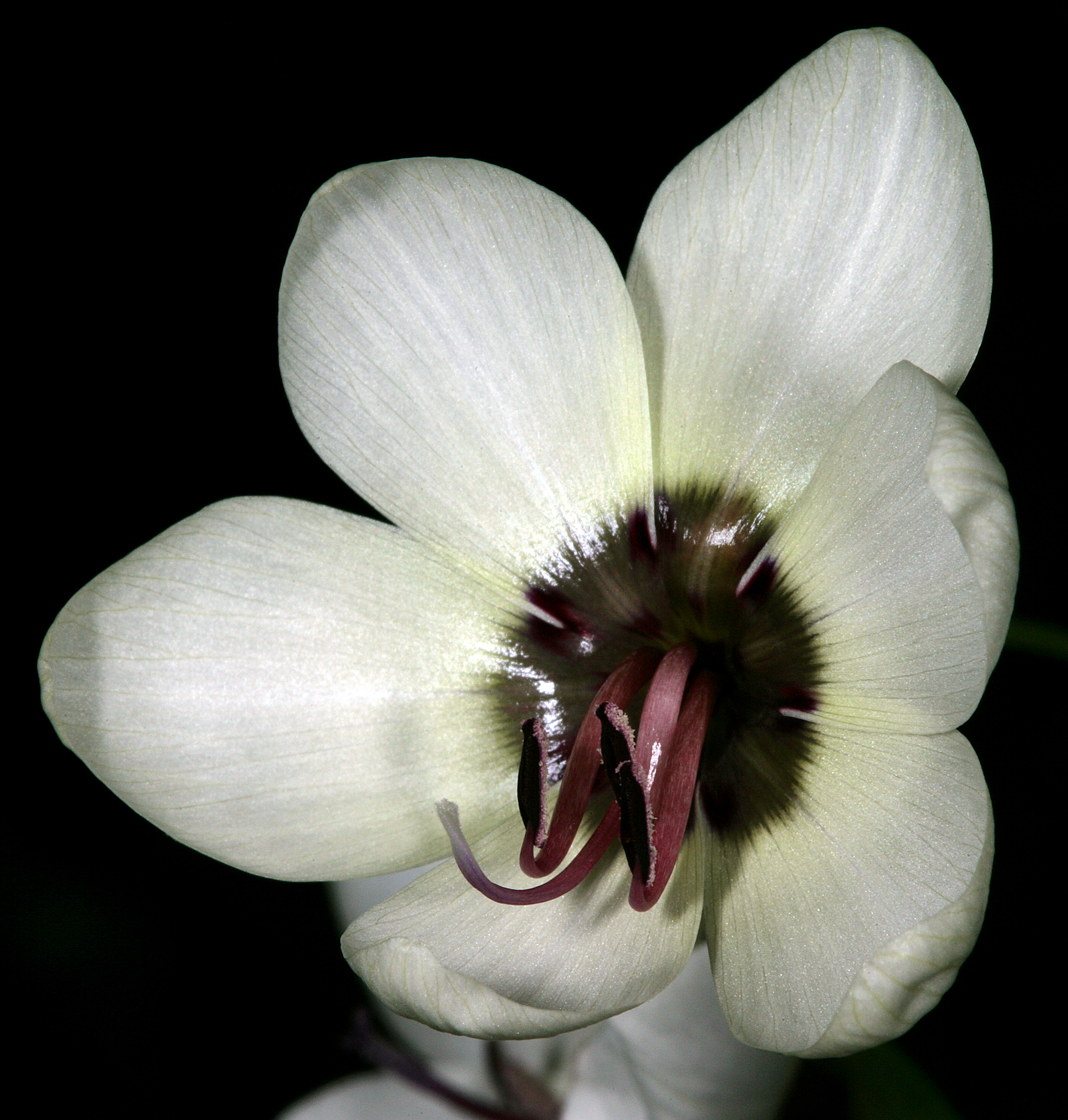 Geissorhiza tulbaghensis