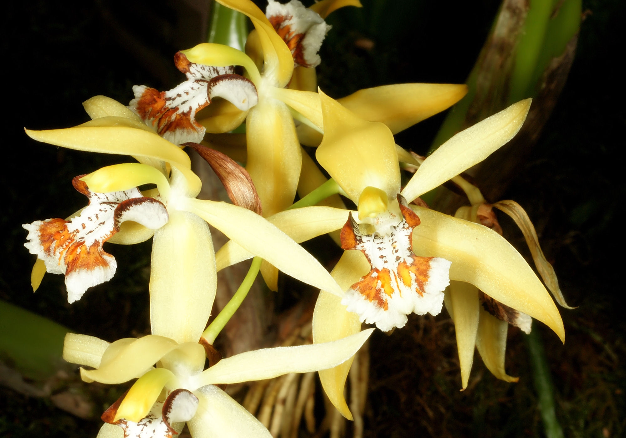 Coelogyne brachyptera