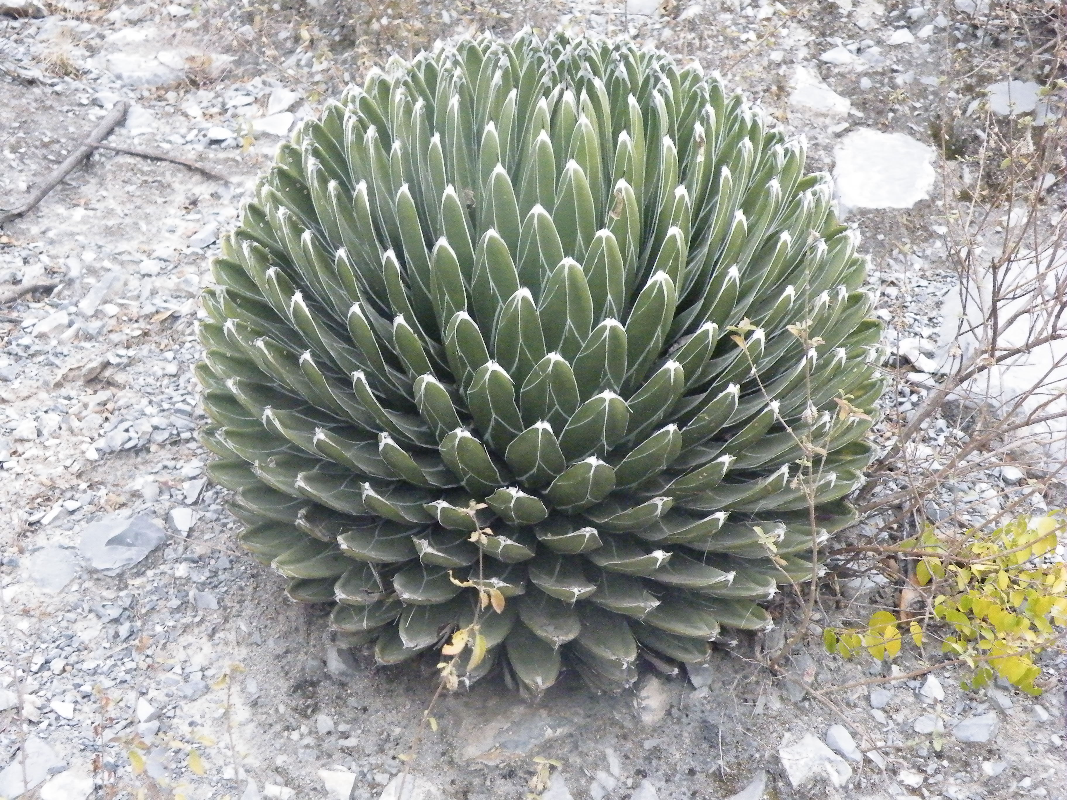 Agave victoriae reginae Huasteca Canyon