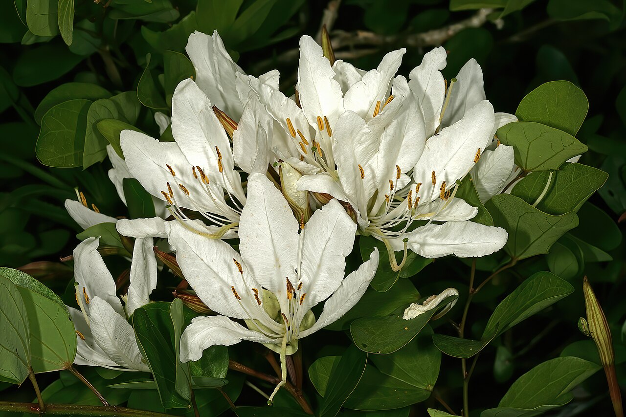 Bauhinia bowkeri