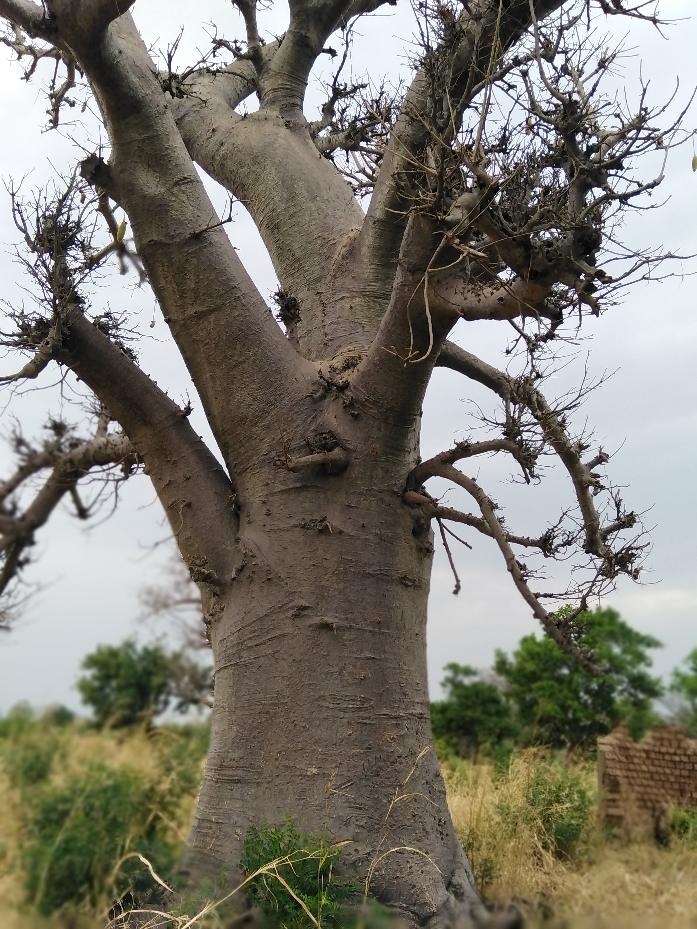 Adansonia digitata