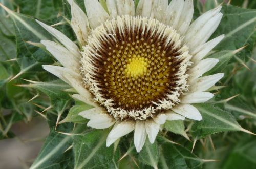 Berkheya cirsiifolia