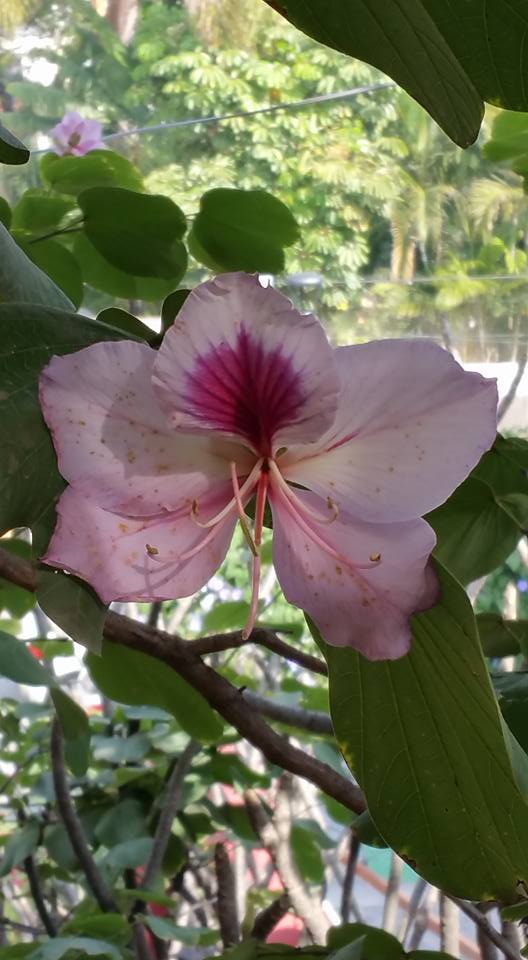 Bauhinia variegata