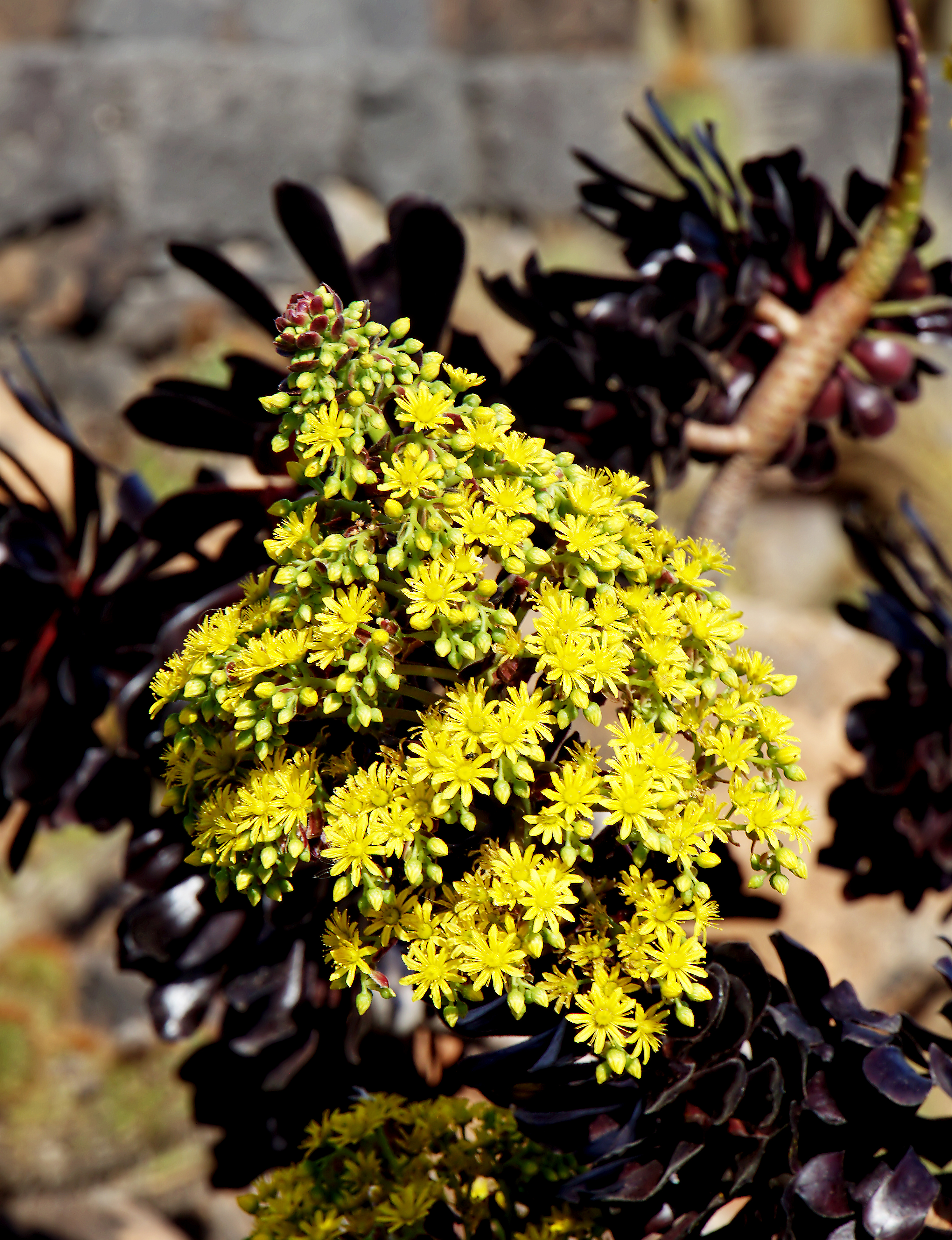 Aeonium arboreum atropurpureum