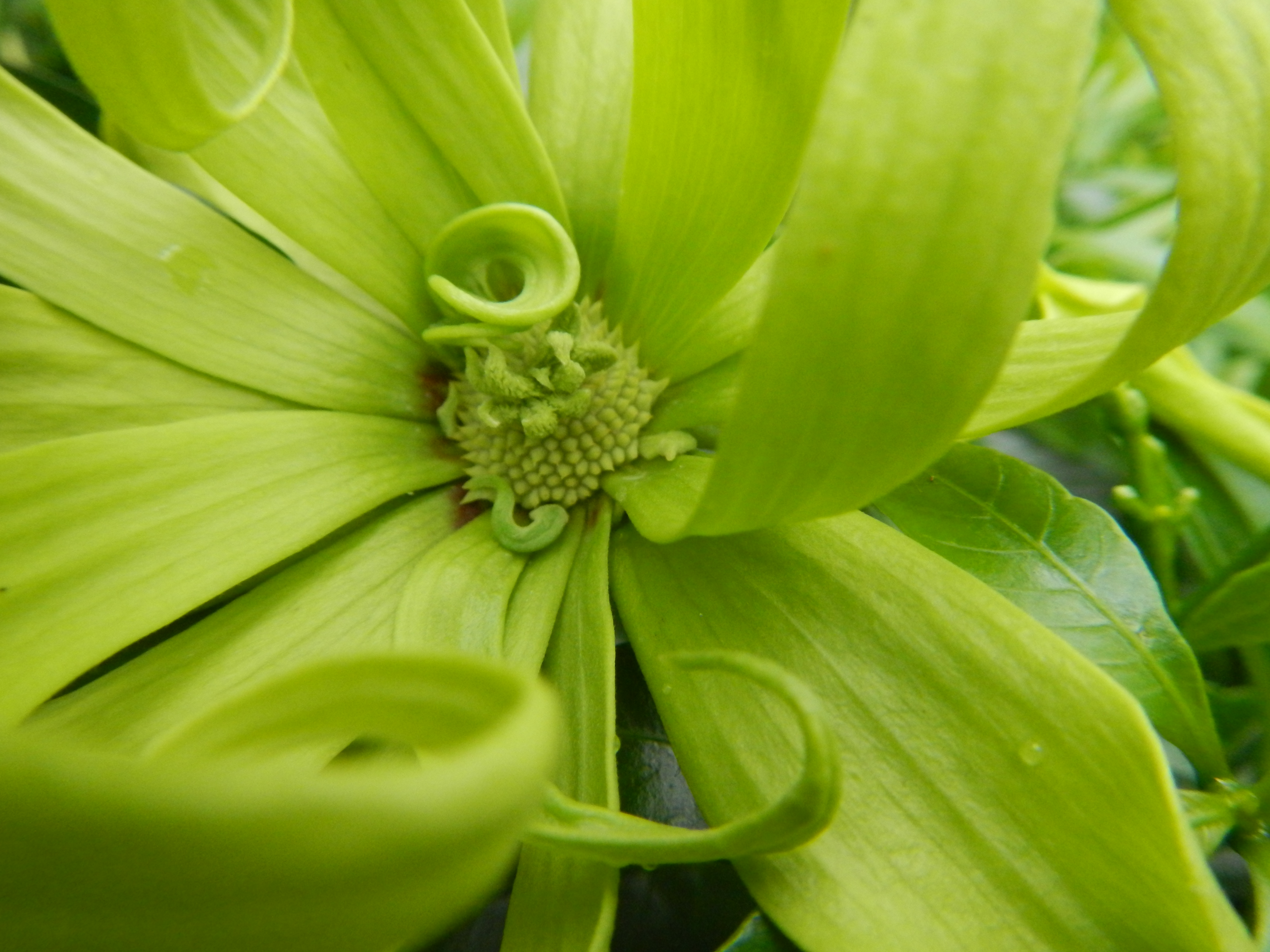 Cananga odorata