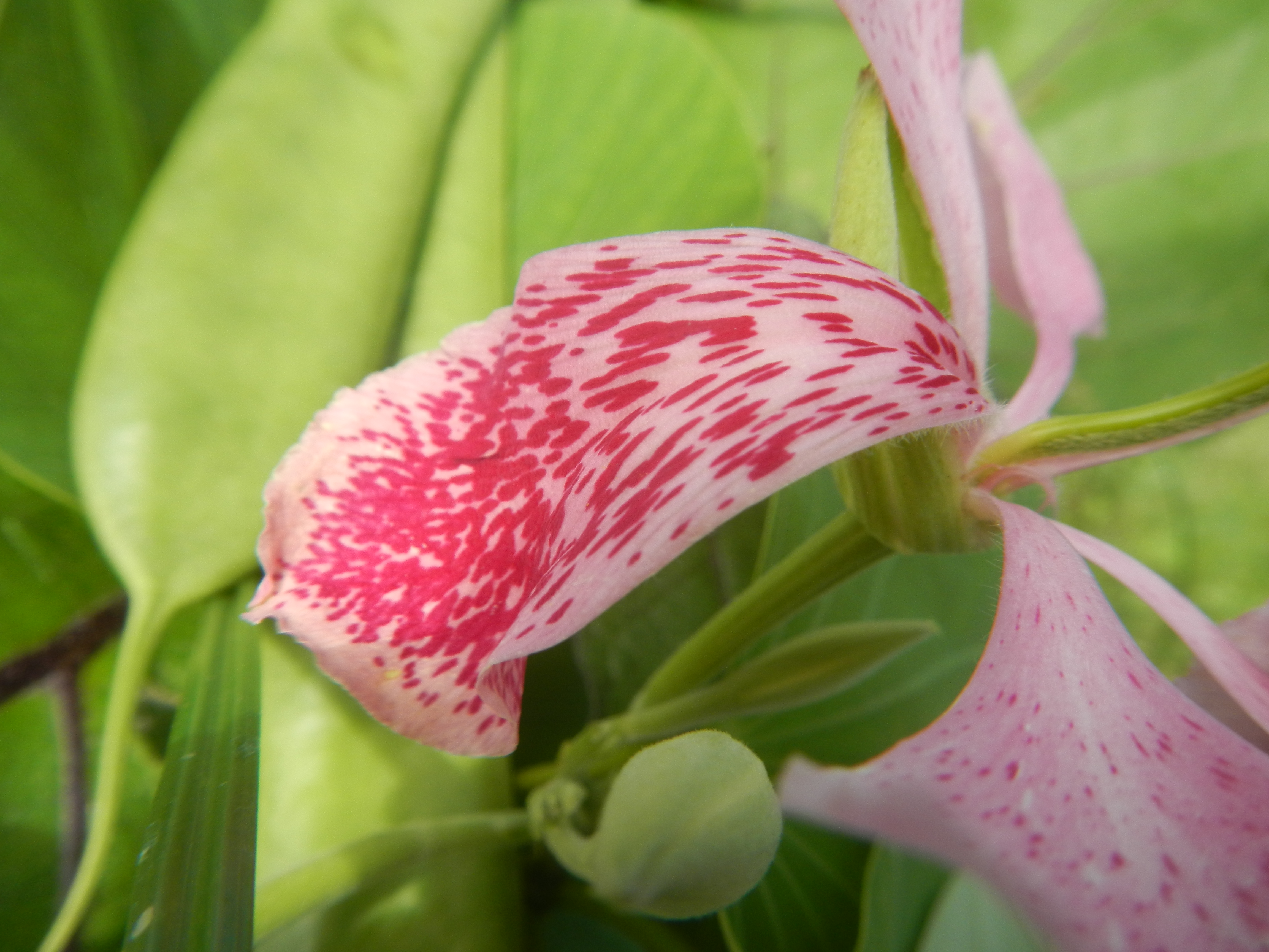Bauhinia purpurea