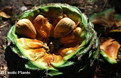 Araucaria heterophylla