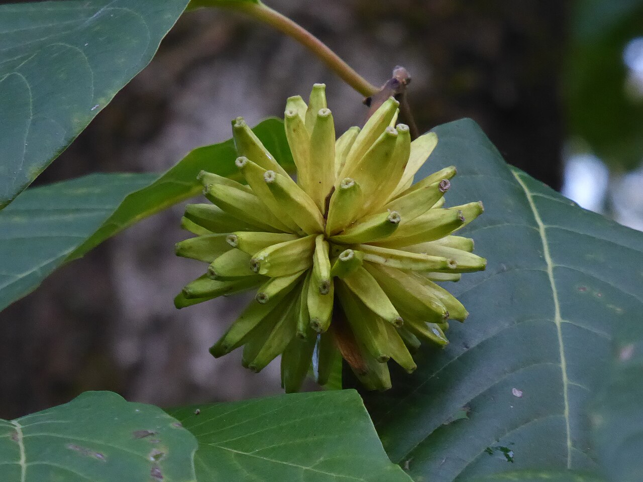 Camptotheca acuminata