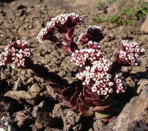 Crassula rubescens